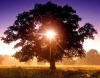 Sun in tree 1